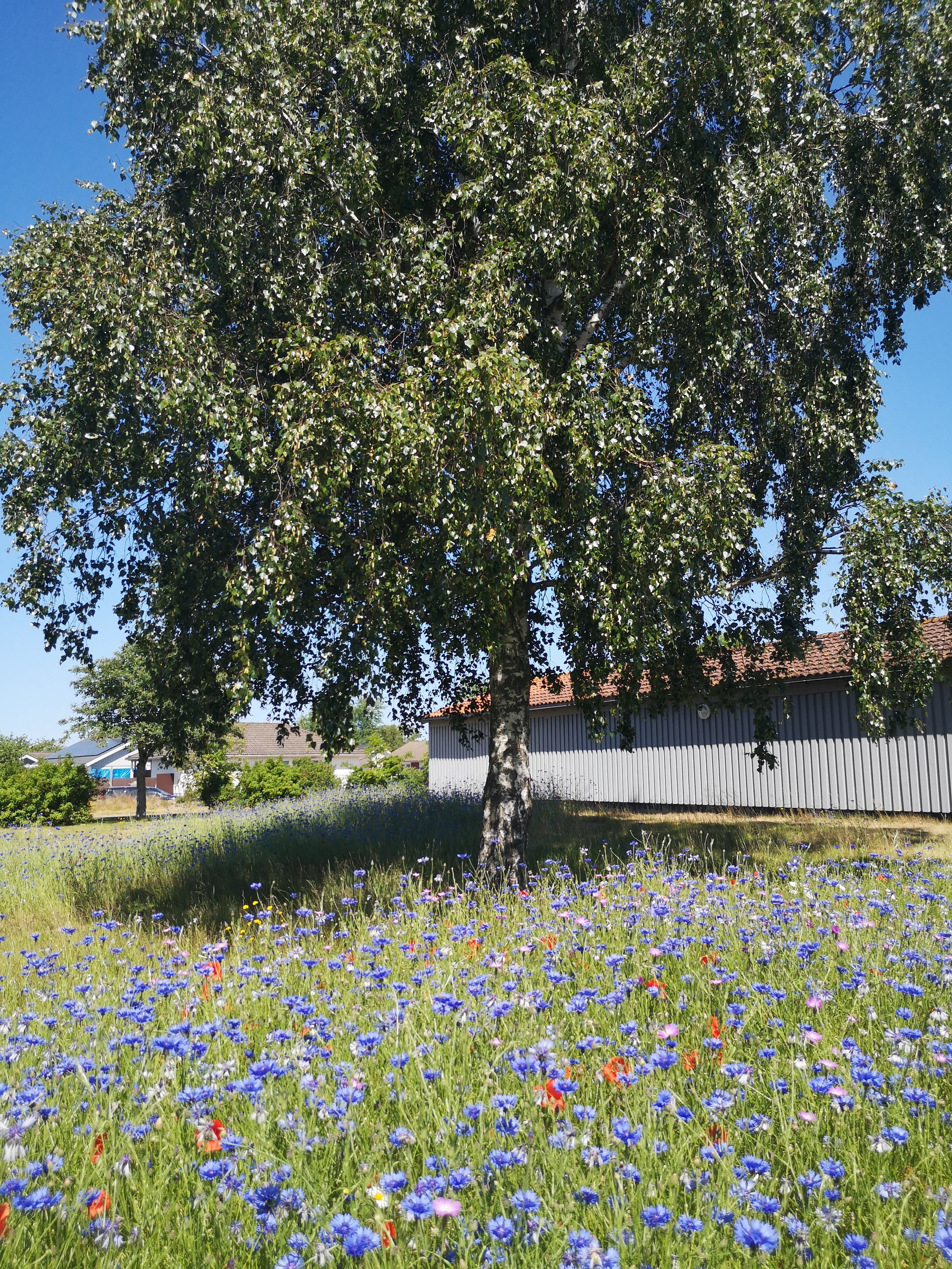 en somrig äng med blommor och en björk
