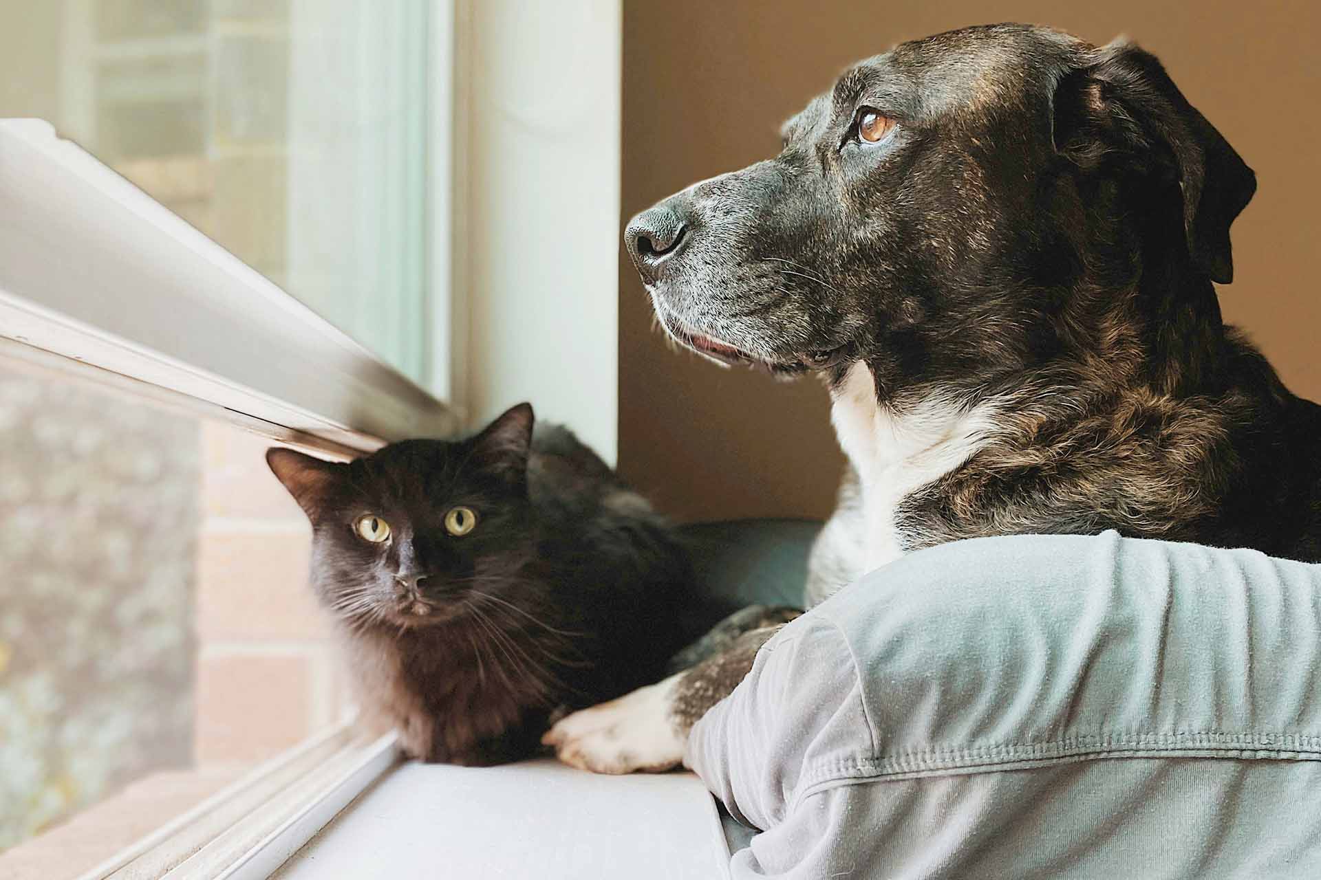 en hund och en katt vid ett fönster